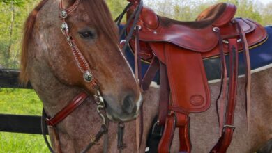 saddles-for-sale